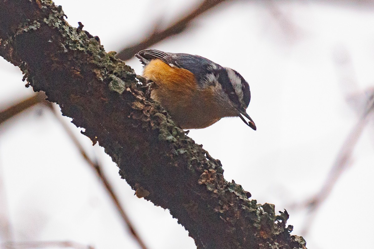 Red-breasted Nuthatch - ML613236292
