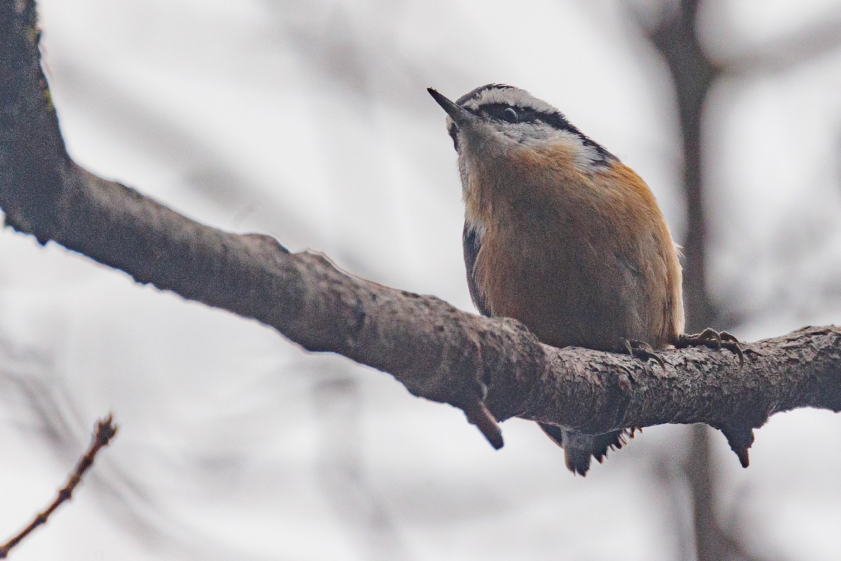 Red-breasted Nuthatch - ML613236294