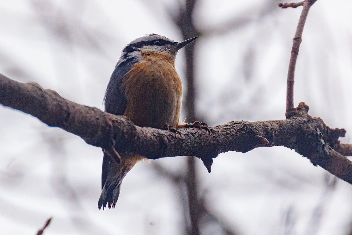Red-breasted Nuthatch - ML613236335