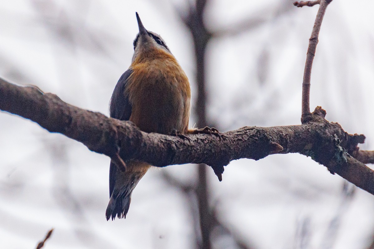 Red-breasted Nuthatch - ML613236340