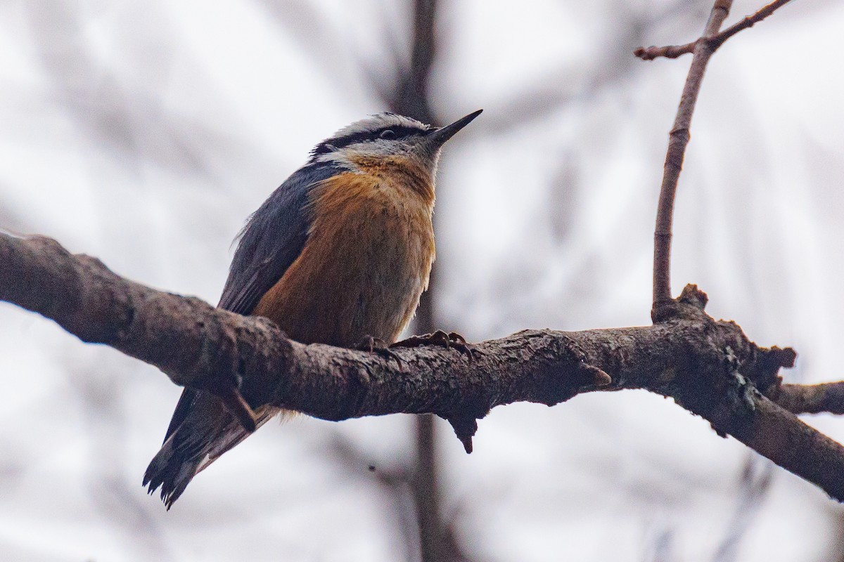 Red-breasted Nuthatch - ML613236341