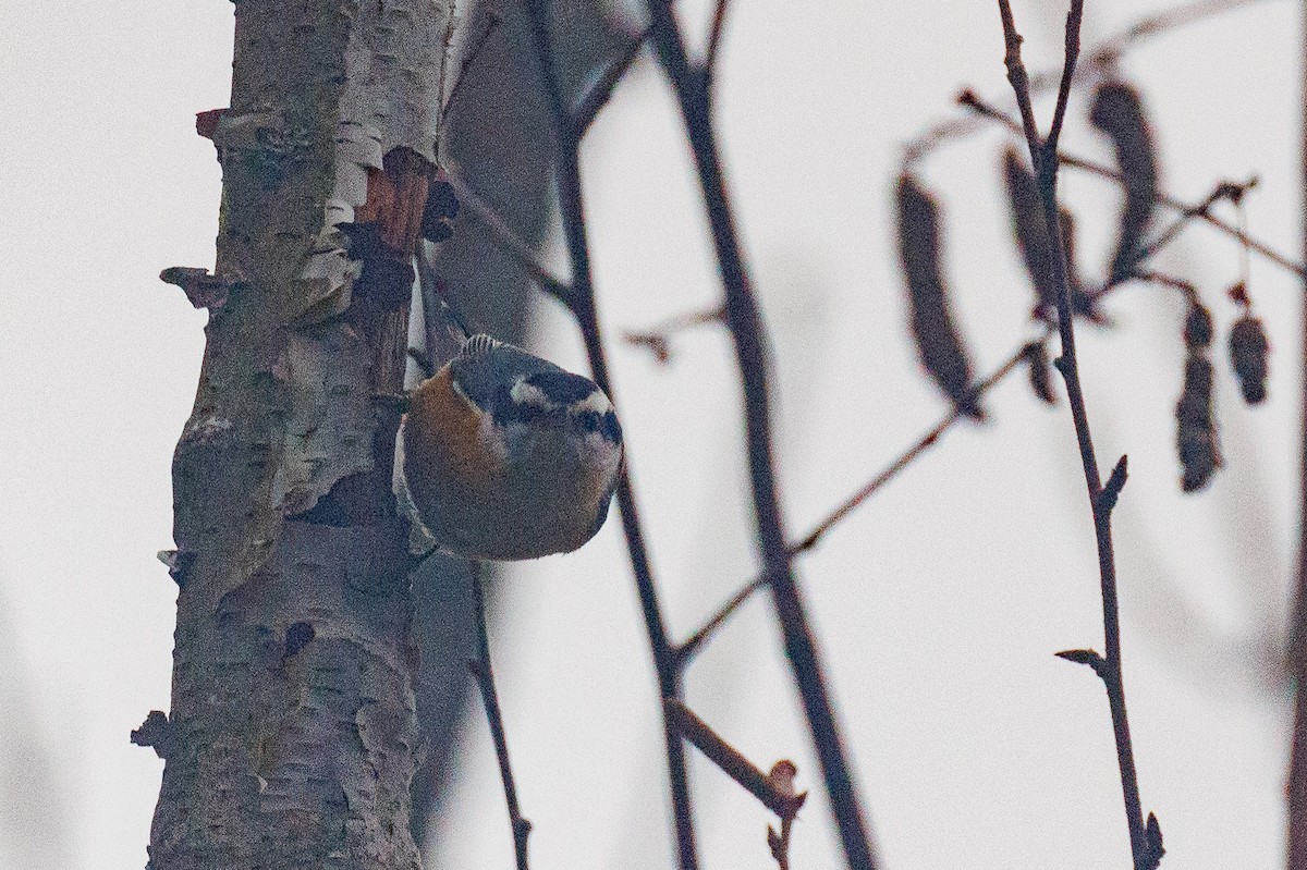 Red-breasted Nuthatch - ML613236345