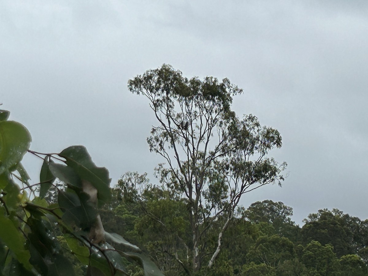 White-bellied Sea-Eagle - Delia Walker