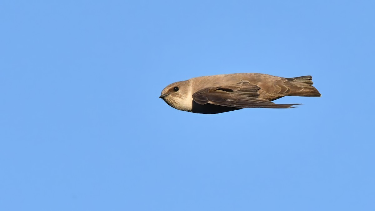 Eurasian Crag-Martin - ML613236360