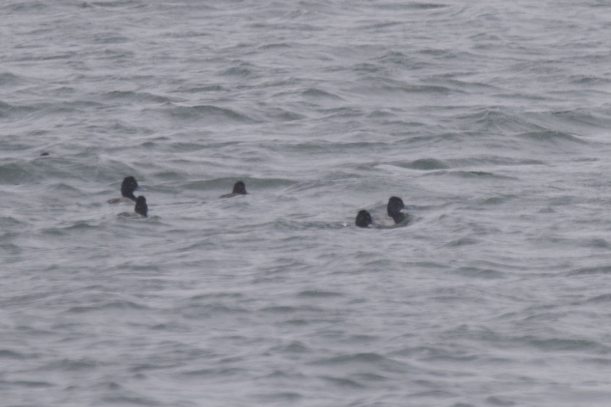 Lesser Scaup - Greg Hertler