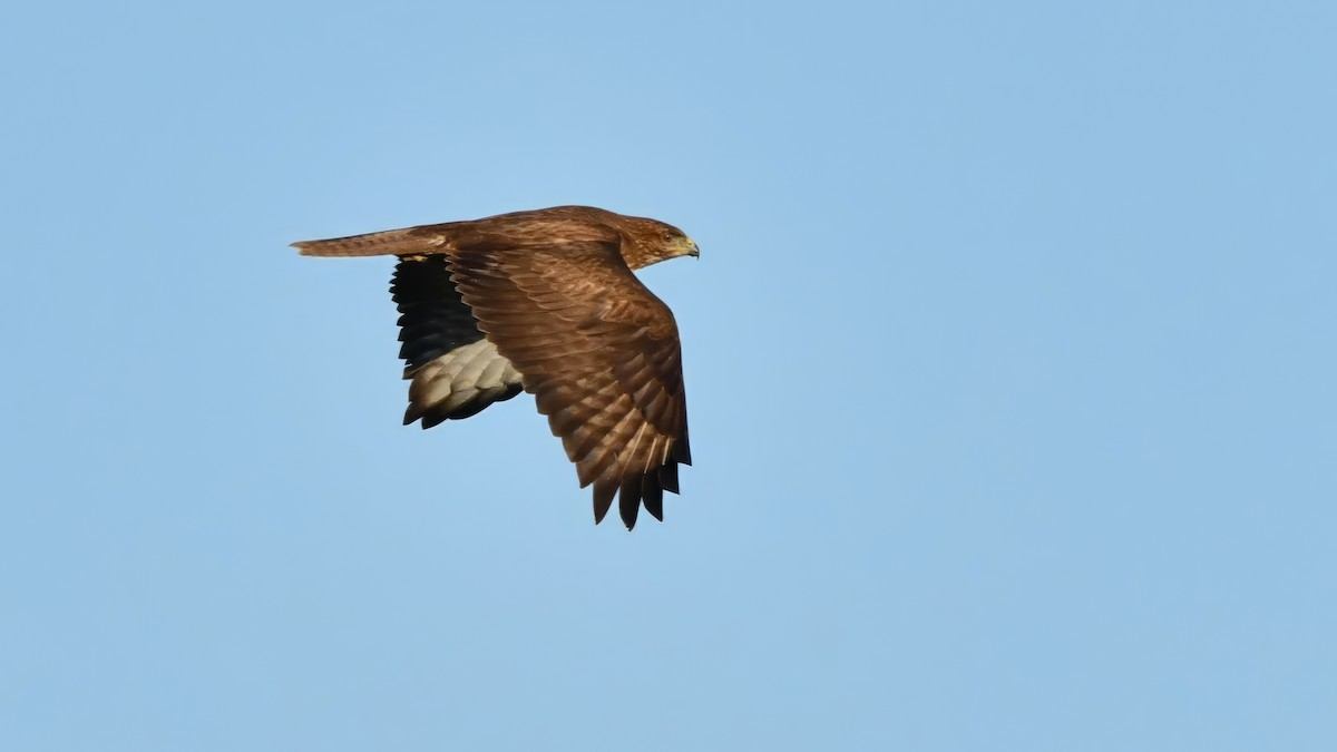 Common Buzzard - ML613236378