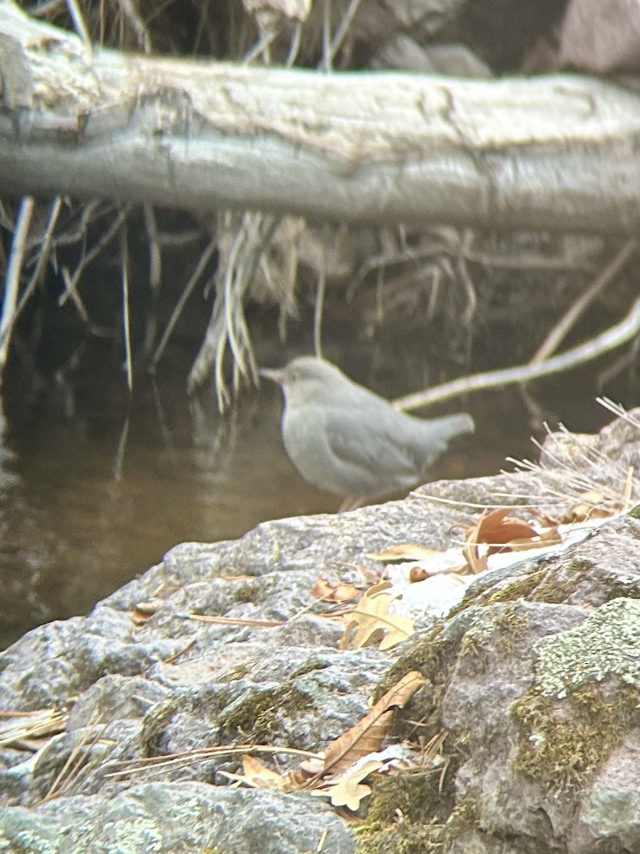 American Dipper - ML613236429