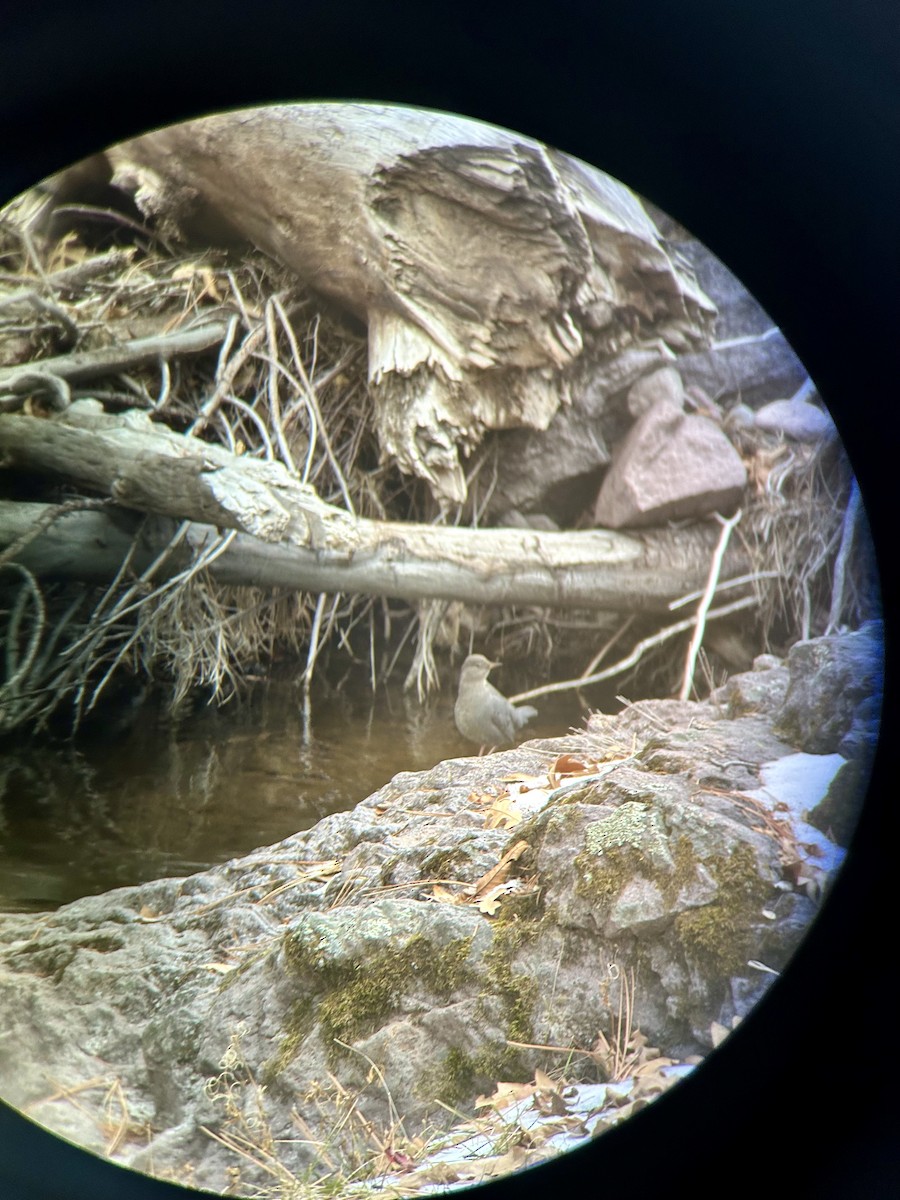 American Dipper - ML613236430