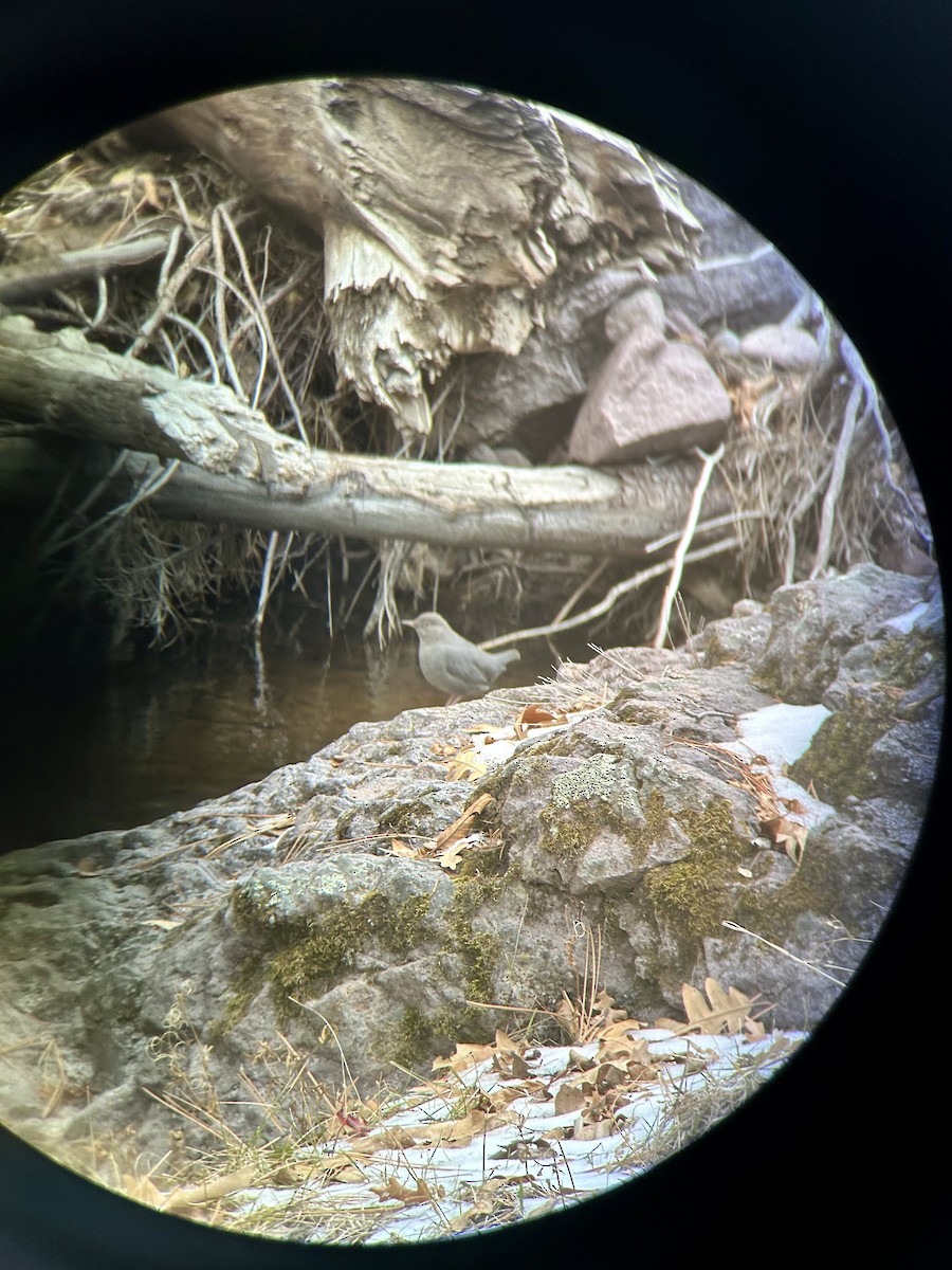 American Dipper - ML613236431