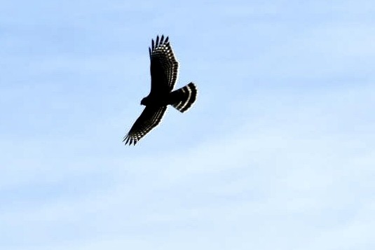 Red-shouldered Hawk - Armando Aispuro