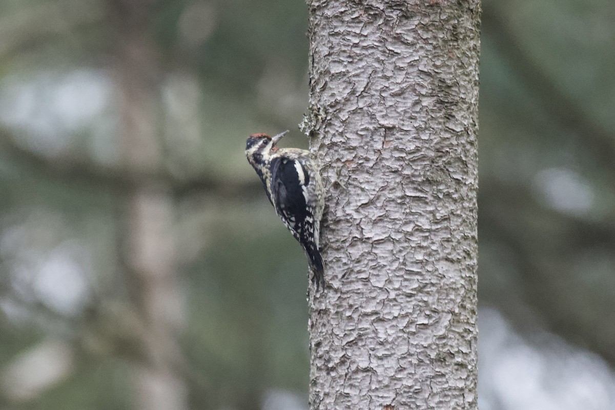 Yellow-bellied Sapsucker - ML613236495