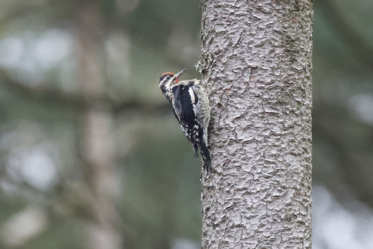 Yellow-bellied Sapsucker - ML613236496