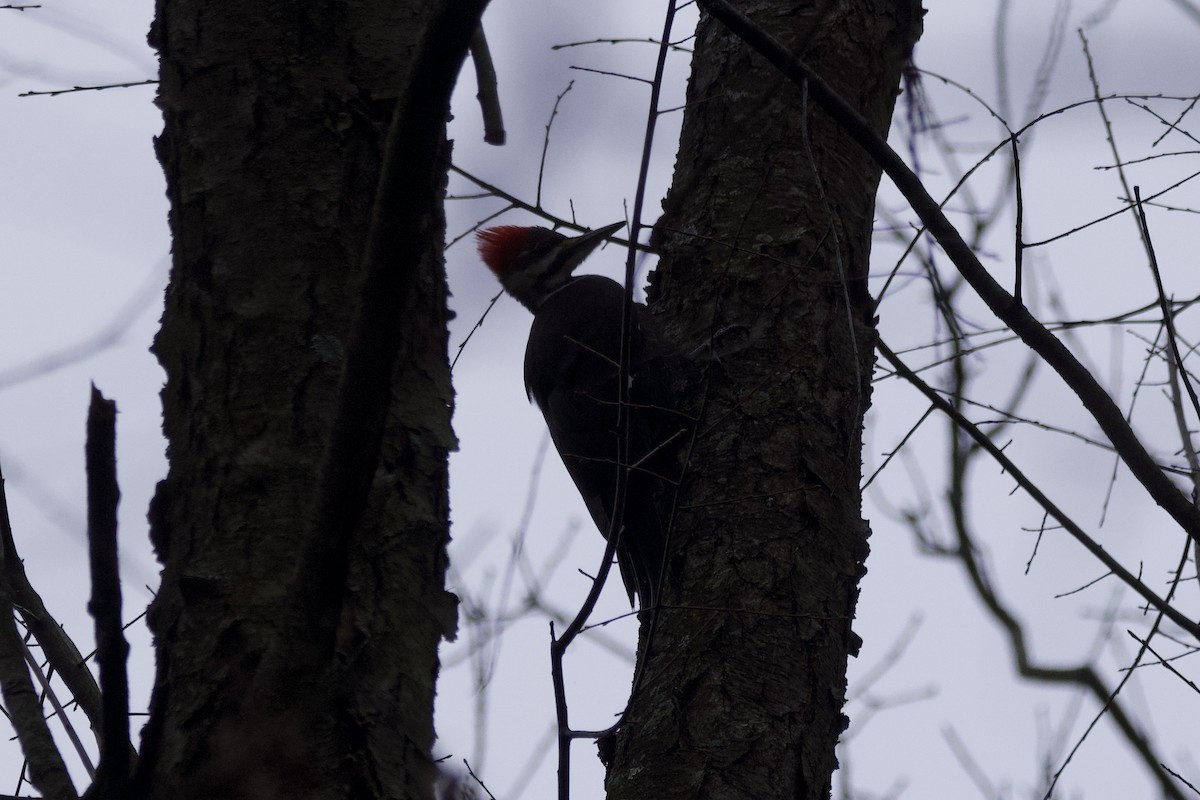 Pileated Woodpecker - ML613236567