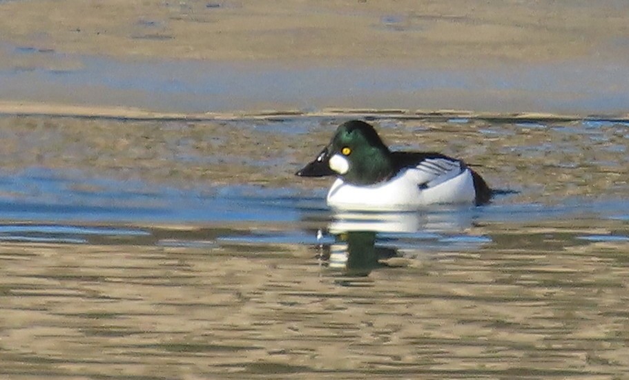 Common Goldeneye - ML613236573