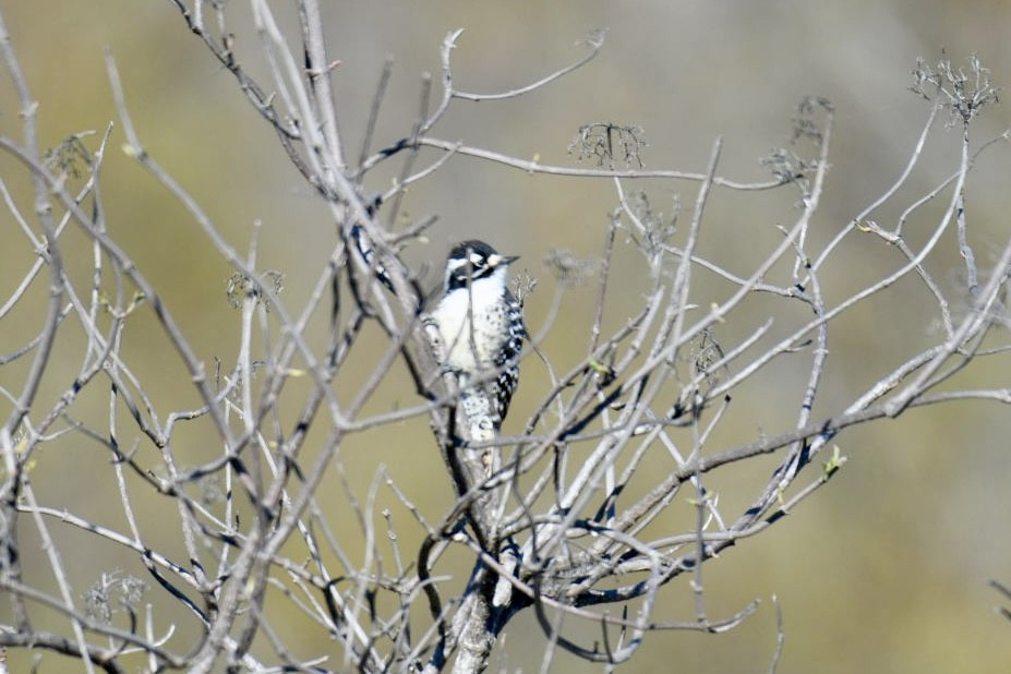 Nuttall's Woodpecker - ML613236584