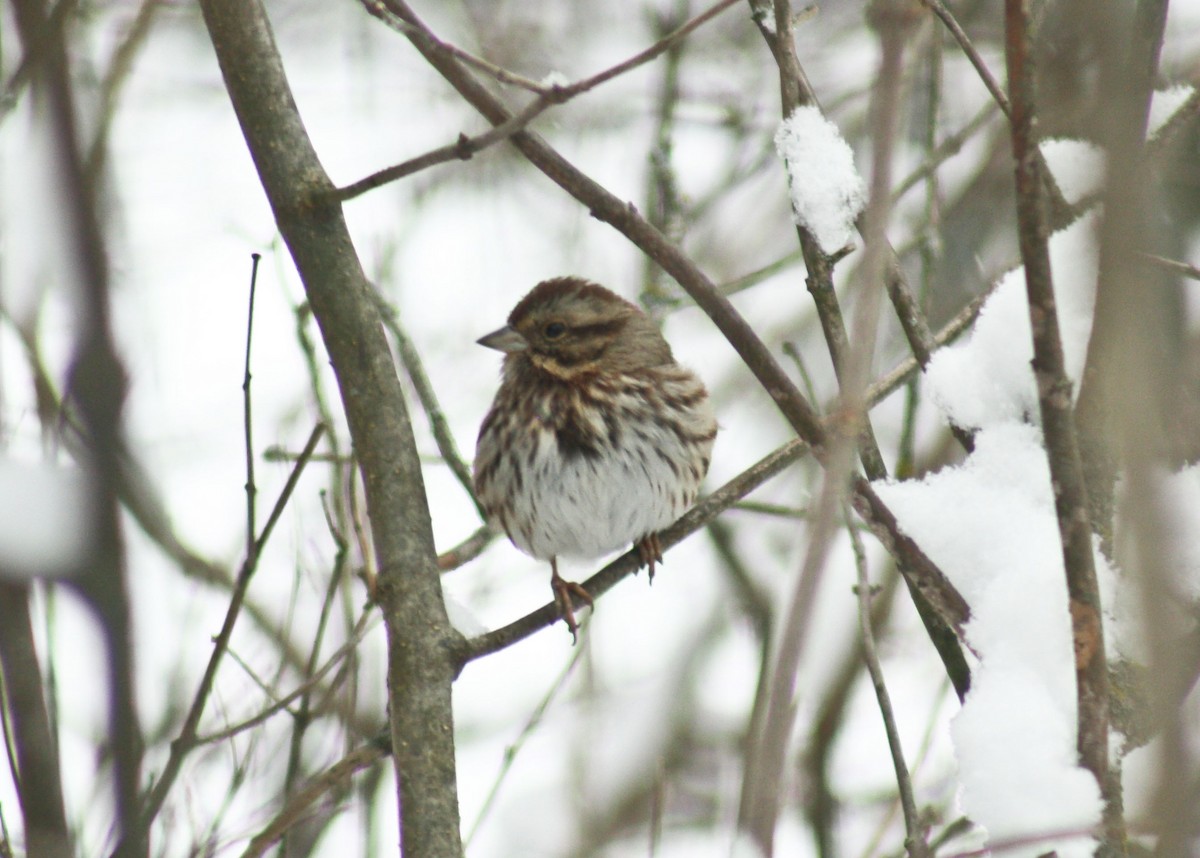 Song Sparrow - ML613236609