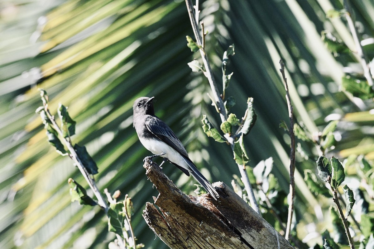 Black Phoebe - Armando Aispuro