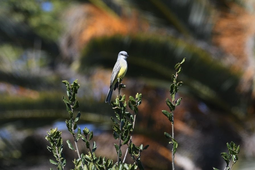 Tropical Kingbird - ML613236666