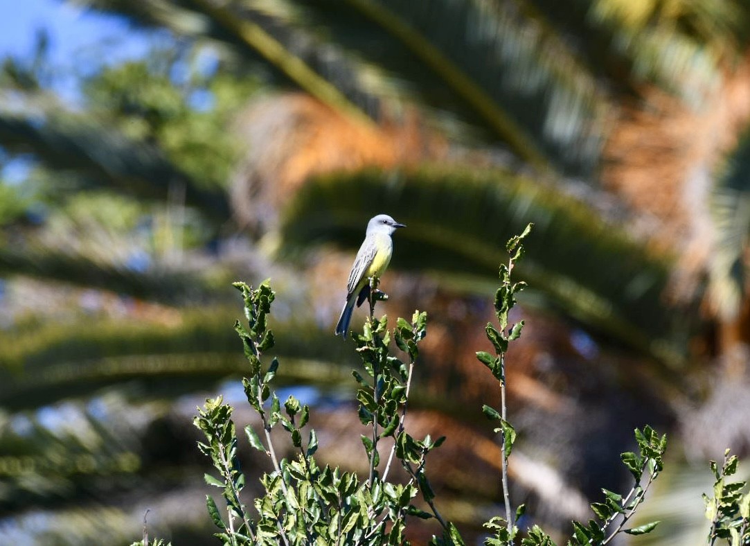 Tropical Kingbird - ML613236667