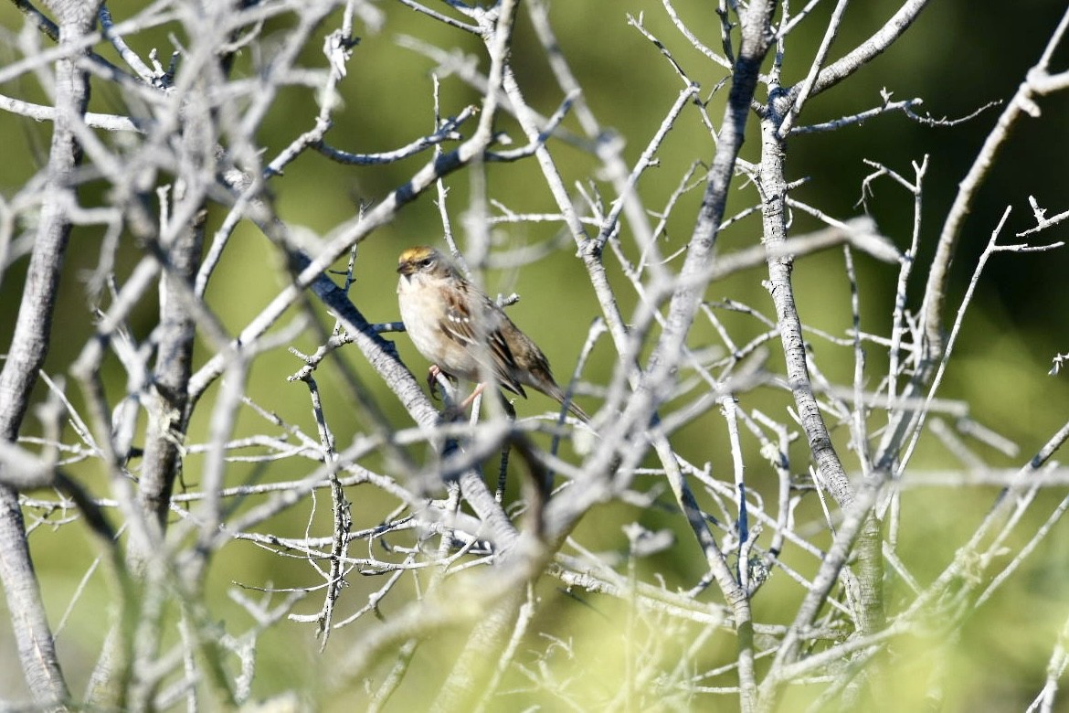 Golden-crowned Sparrow - ML613236683