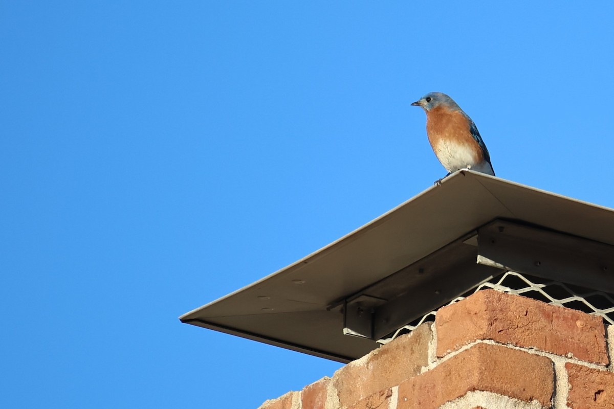 Eastern Bluebird - ML613236697