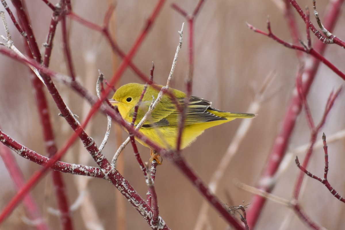 Yellow Warbler - Martyn A