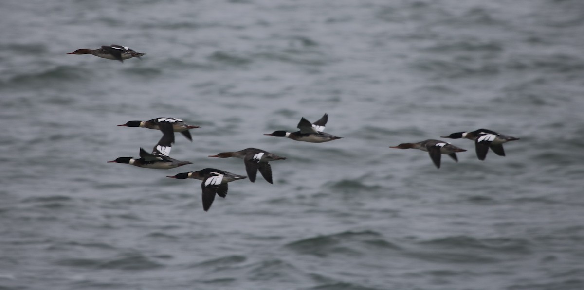 ウミアイサ - ML613236728