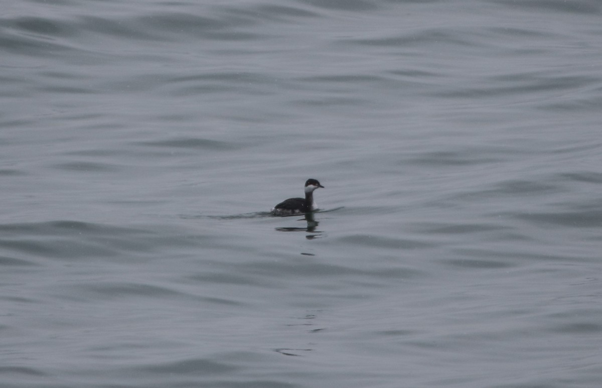 ミミカイツブリ - ML613236738