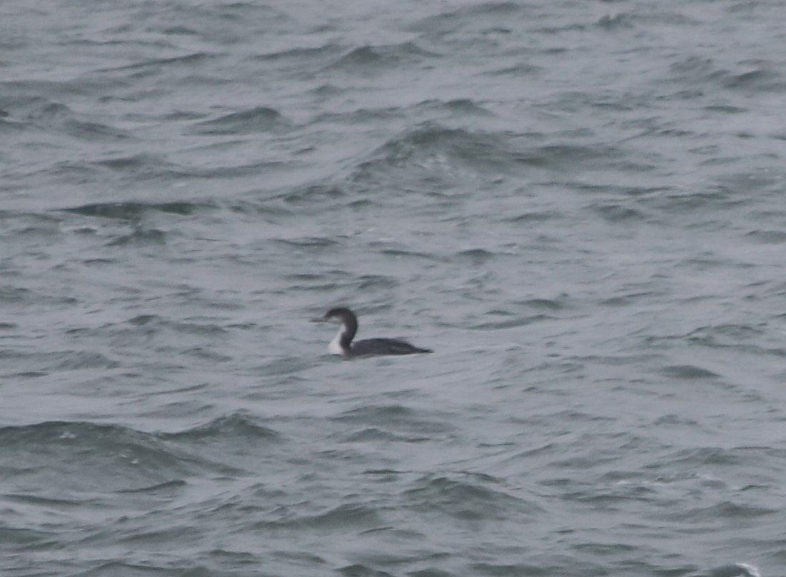 Common Loon - ML613236756
