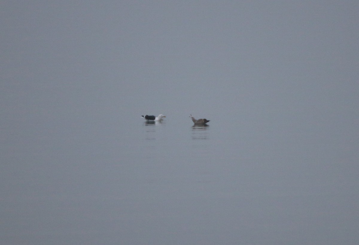 オオカモメ - ML613236804