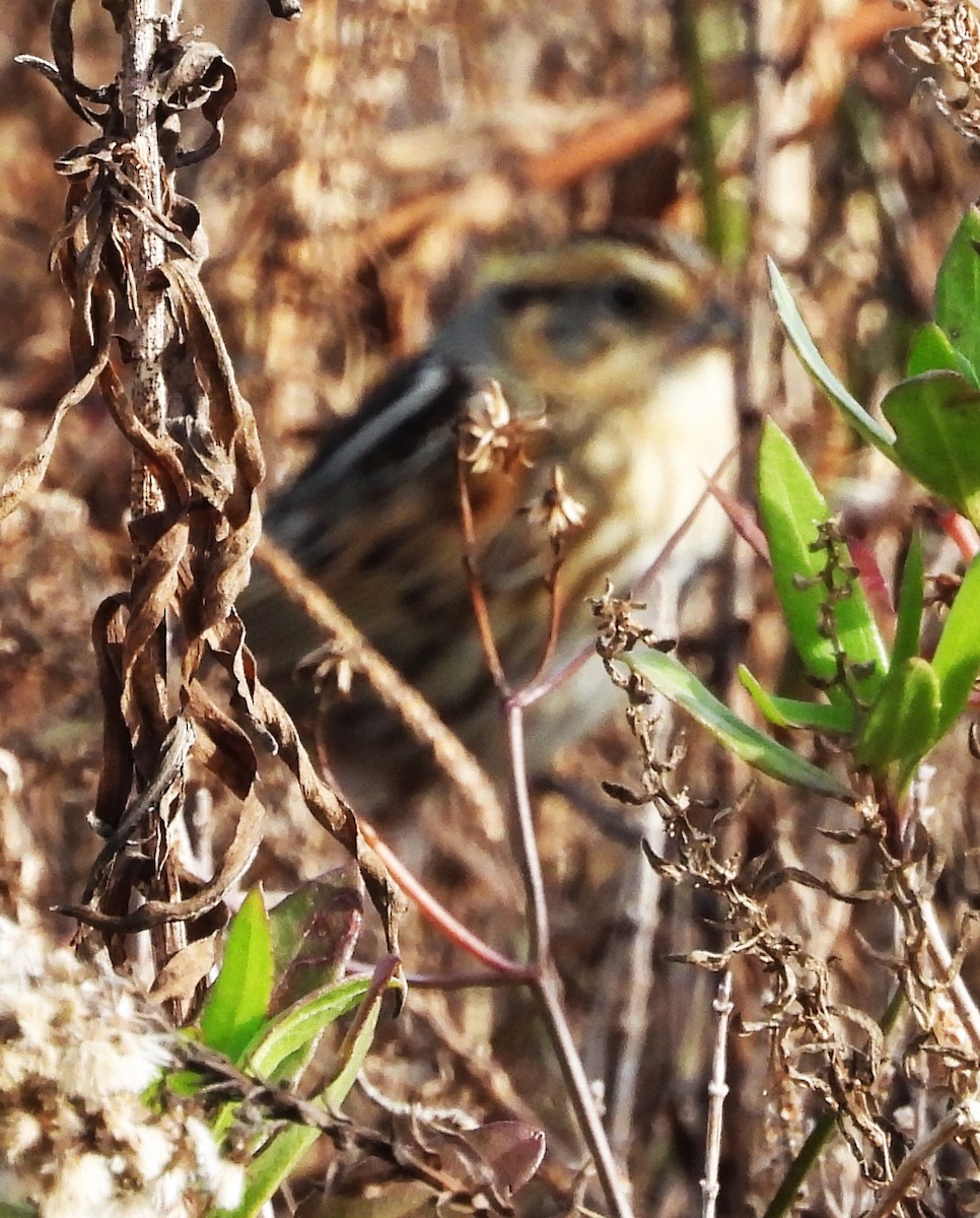 Nelson's Sparrow - ML613236812