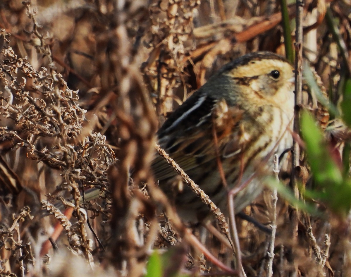 Nelson's Sparrow - ML613236813