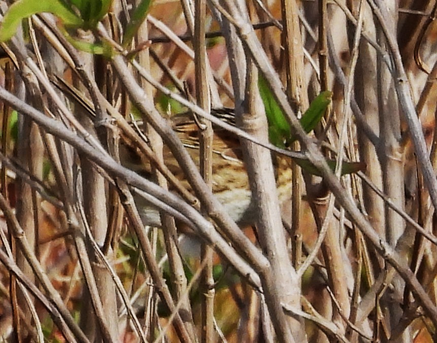 Nelson's Sparrow - ML613236814