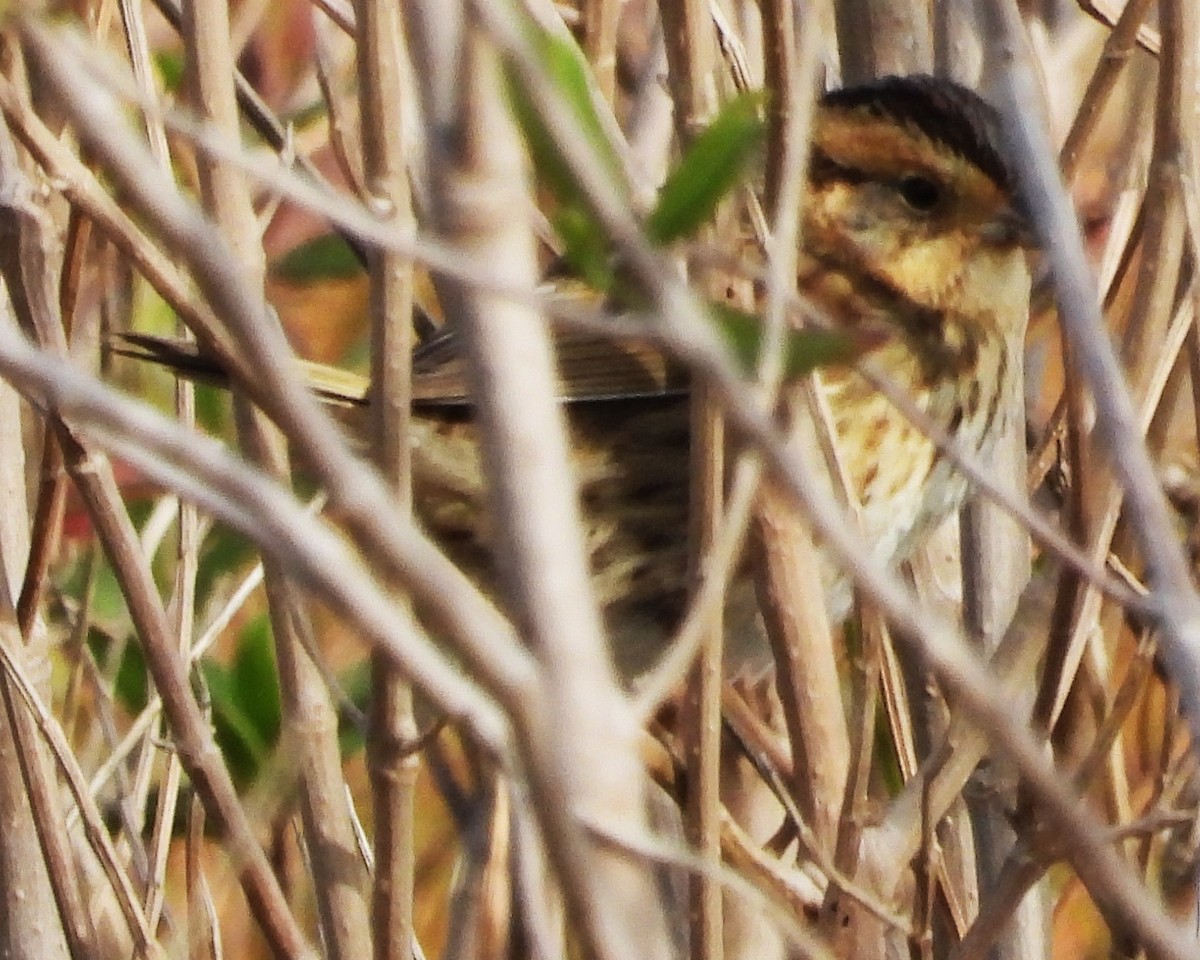 Nelson's Sparrow - ML613236815