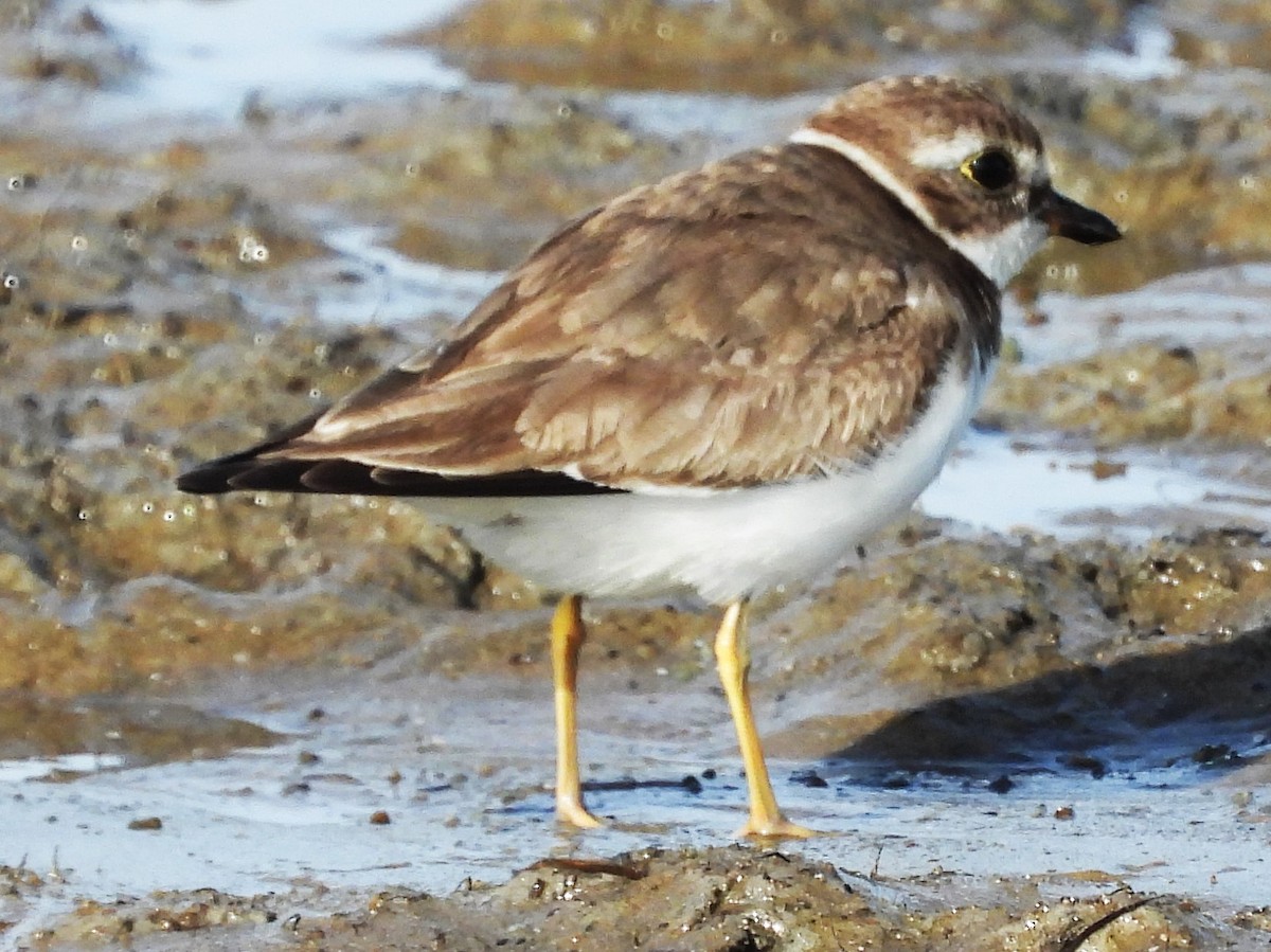 Semipalmated Plover - ML613236860