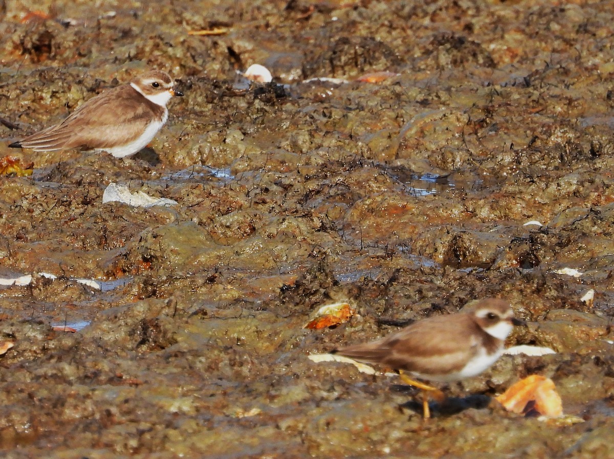 Semipalmated Plover - ML613236867