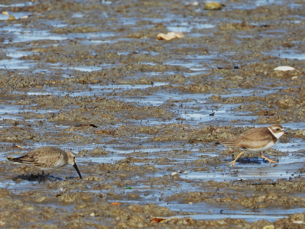 Semipalmated Plover - ML613236869
