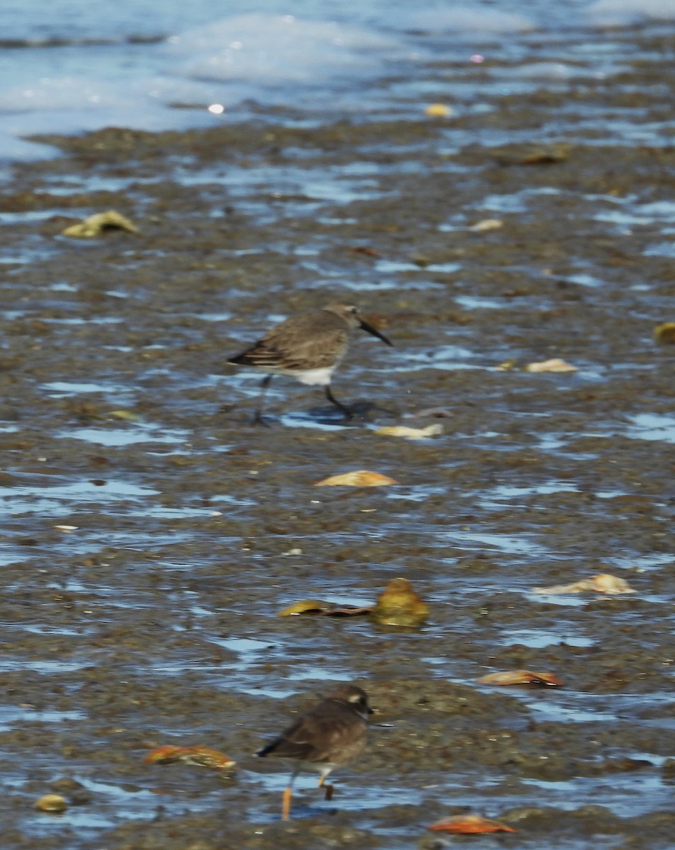 Dunlin - ML613236875