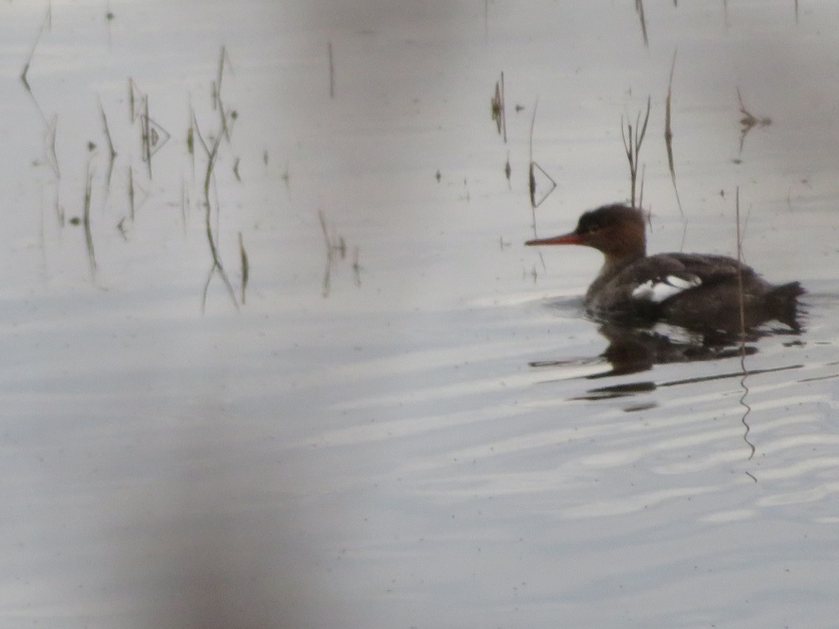 Red-breasted Merganser - ML613236876