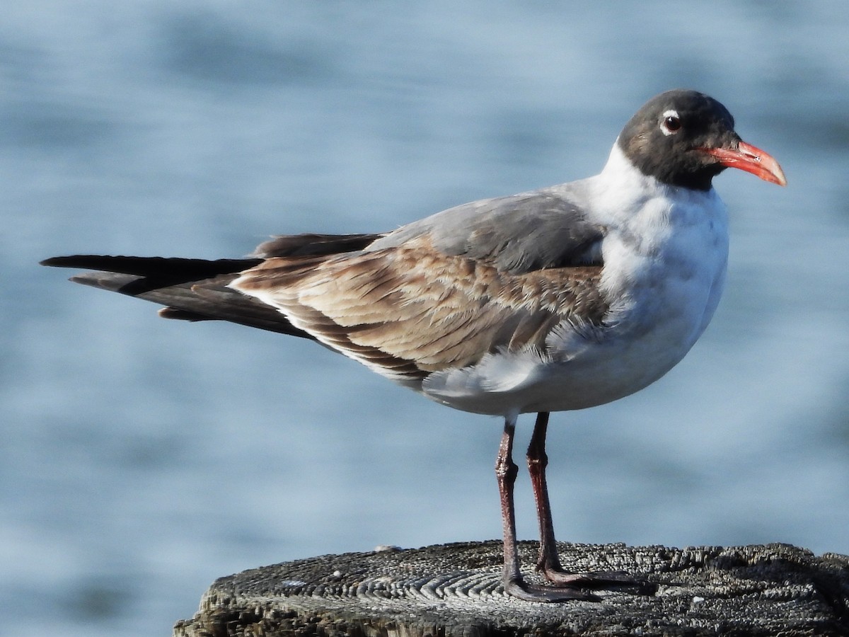 Laughing Gull - ML613236897