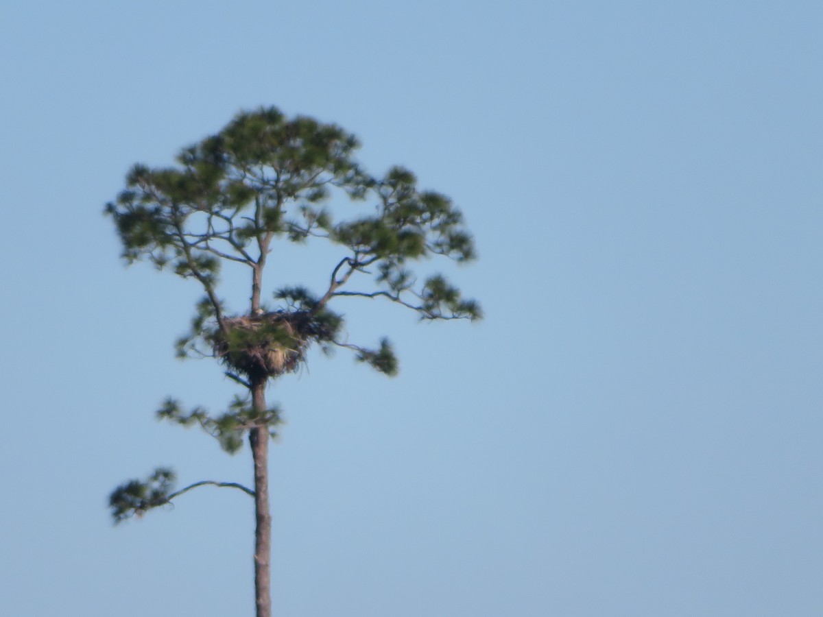 Bald Eagle - ML613236952