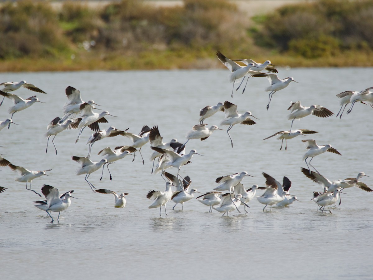 Avocette d'Amérique - ML613236974