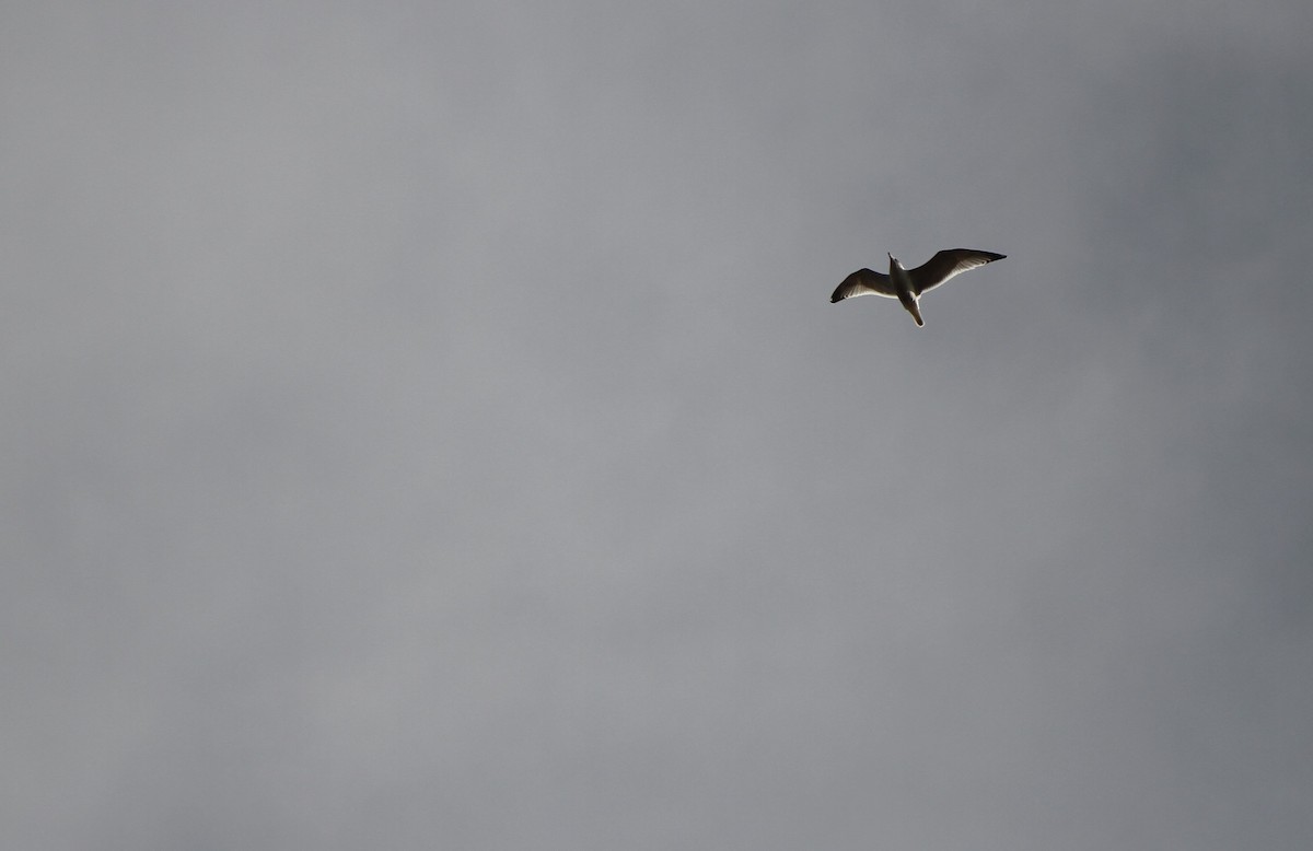 Herring Gull - Christian Scheibe