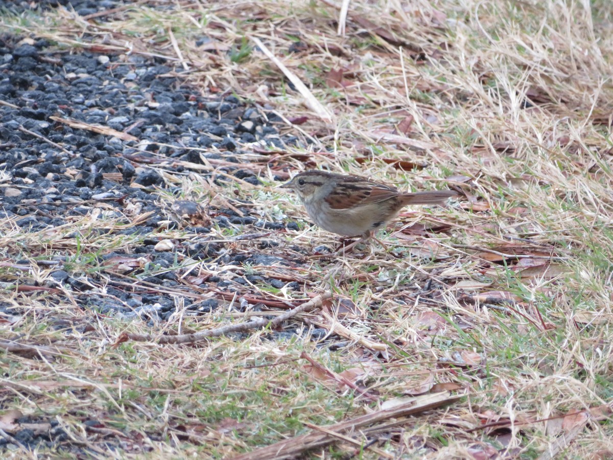 Swamp Sparrow - ML613237034