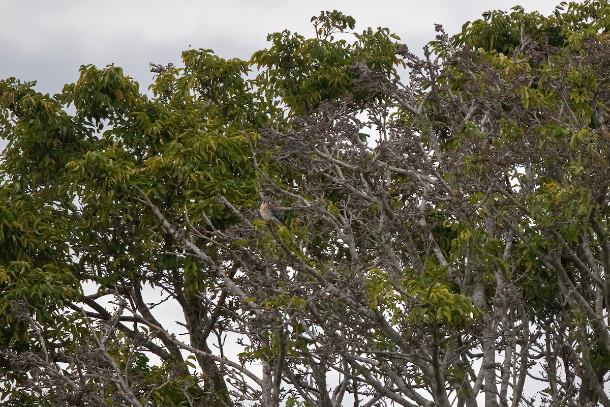 American Kestrel - ML613237037