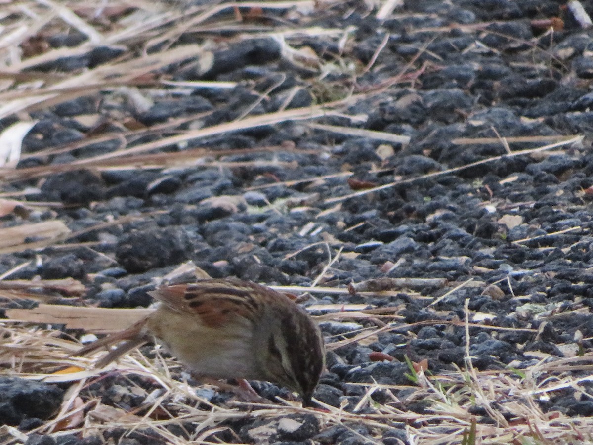 Swamp Sparrow - ML613237114