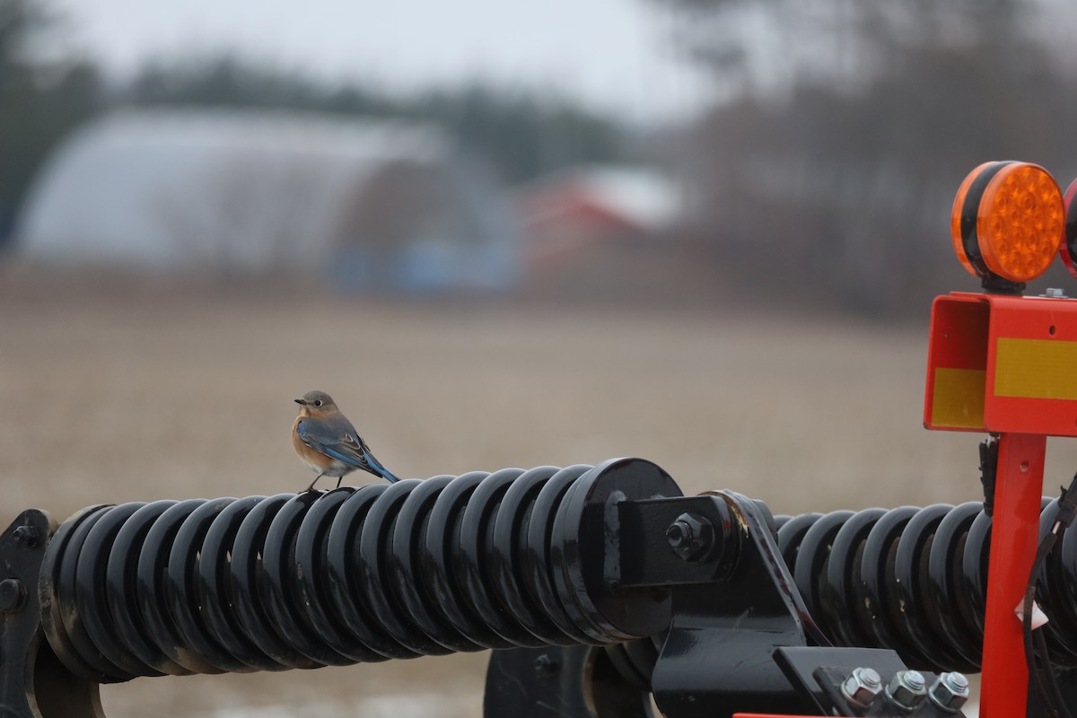 Eastern Bluebird - ML613237139