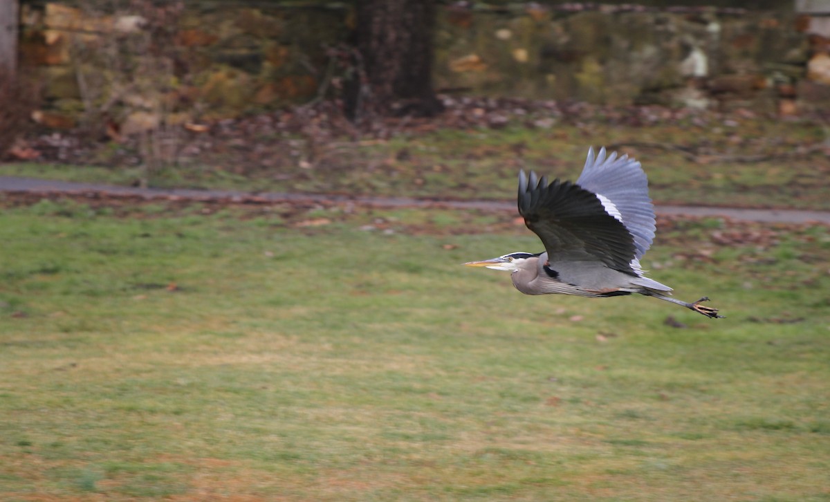 Great Blue Heron - ML613237151