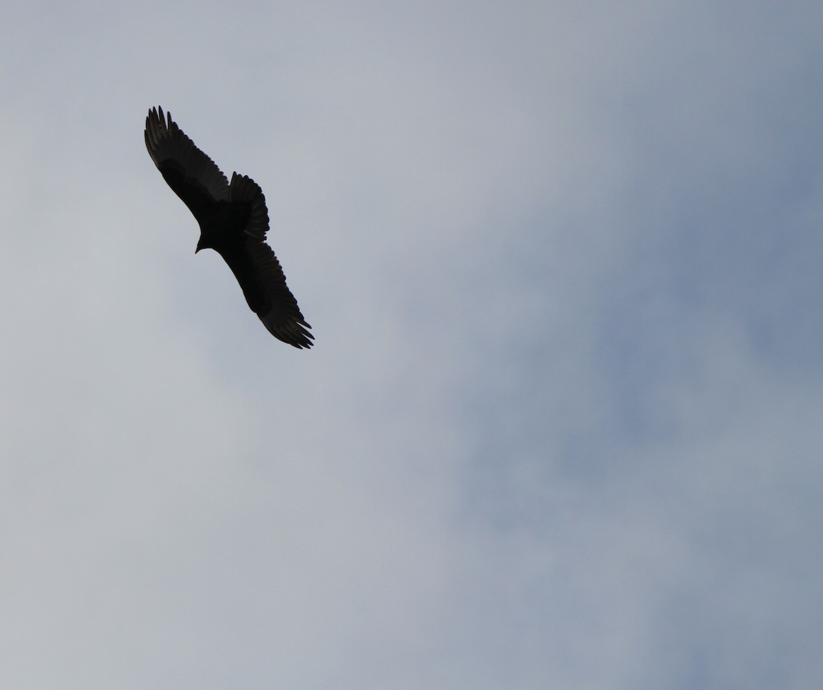 Turkey Vulture - ML613237157