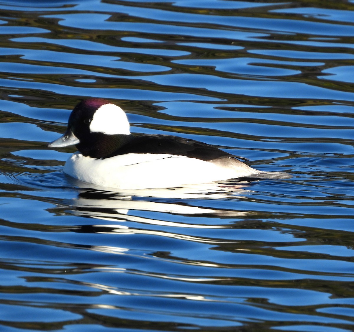 Bufflehead - ML613237216